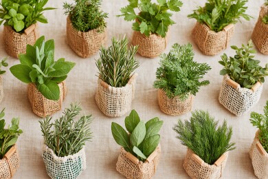 麻布盆栽中的多样绿植