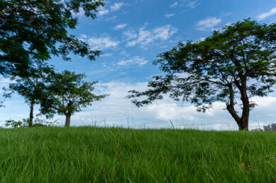 青青草坡和大树