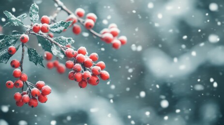 冬日红果雪景图