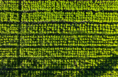 整齐的农作物 俯拍湖州安吉余村的种植业