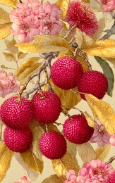 枝头荔枝红艳饱满鲜嫩欲滴