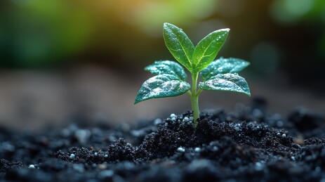 幼苗生机感自然场景