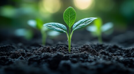 幼苗生机感自然场景