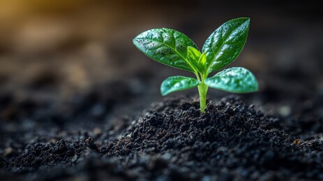 幼苗生机感自然场景