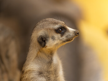 一只狐獴侧面头部特写