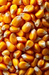 玉米粒特写，金黄饱满丰收景象