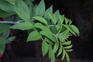 翠绿鲜嫩的植物枝叶特写树莓叶子