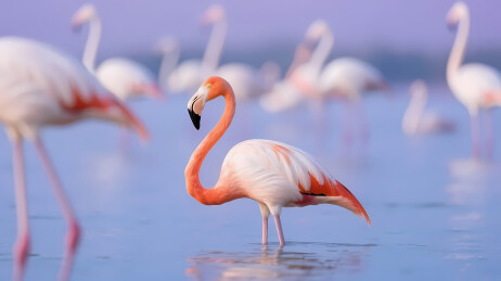 浅水中的优雅火烈鸟