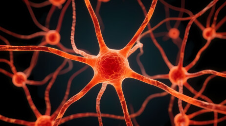 神经元的分支结构