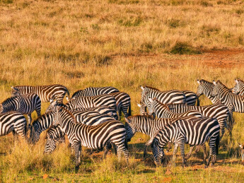 非洲草原斑马群