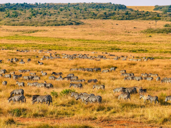 非洲草原斑马群