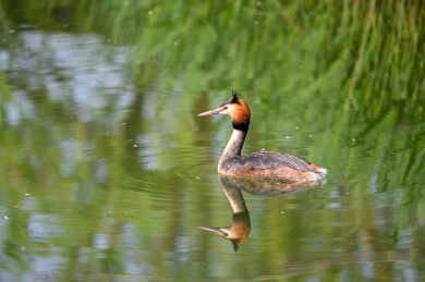 水面上游动的水鸟凤头鸊鷉特写 凤头䴙䴘