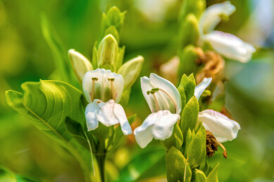 爵床科爵床属植物——鸭嘴花