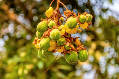 红木科弯子木属落叶乔木——弯子木的果实