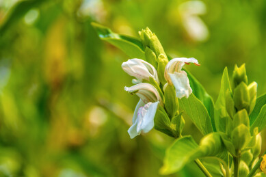 爵床科爵床属植物——鸭嘴花