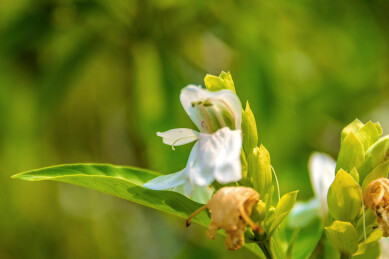 爵床科爵床属植物——鸭嘴花