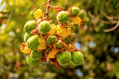 红木科弯子木属落叶乔木——弯子木的果实