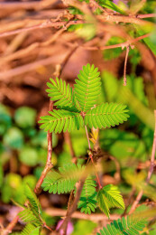 豆科含羞草属植物——含羞草