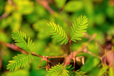豆科含羞草属植物——含羞草