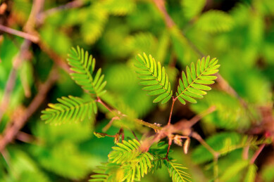 豆科含羞草属植物——含羞草