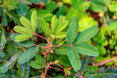 豆科含羞草属植物——含羞草