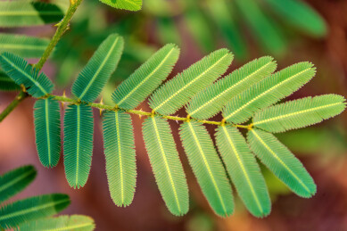 豆科含羞草属植物——含羞草