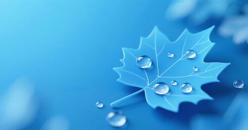 蓝色白露节气简约梧桐树叶背景