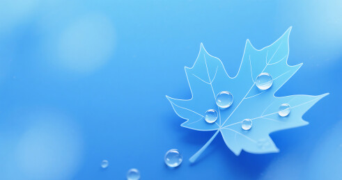 蓝色白露节气简约梧桐树叶背景