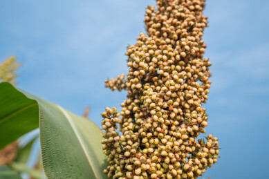 红高粱秋日美景中的视觉与味觉盛宴