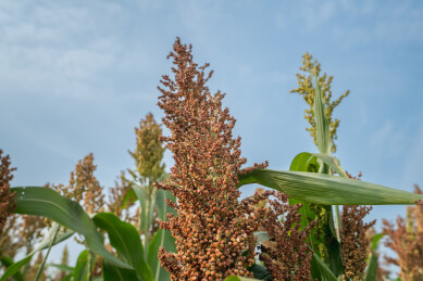 红高粱秋日美景中的视觉与味觉盛宴