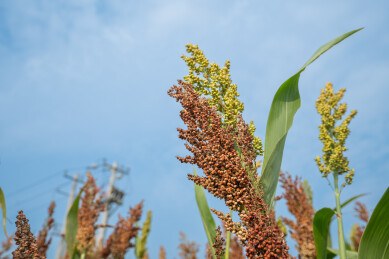 红高粱秋日美景中的视觉与味觉盛宴