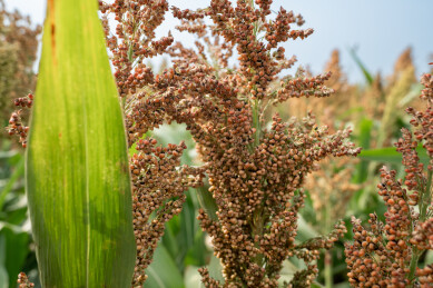 红高粱秋日美景中的视觉与味觉盛宴
