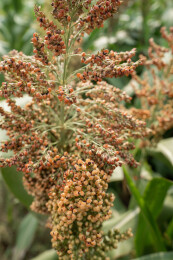 红高粱秋日美景中的视觉与味觉盛宴