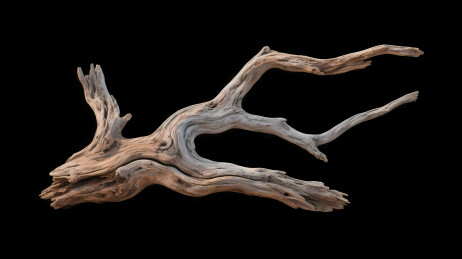 自然与艺术的枯木之美