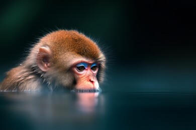 水中猴子沉思