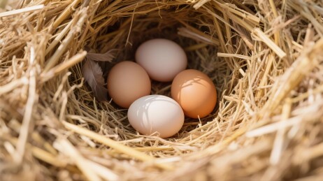 草巢中的鸡蛋特写