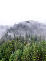 中国九寨沟原始森林雨中风景