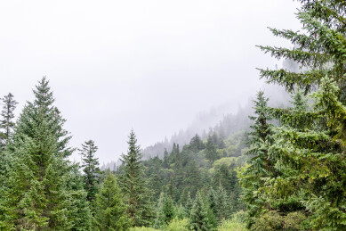 中国九寨沟原始森林雨中风景
