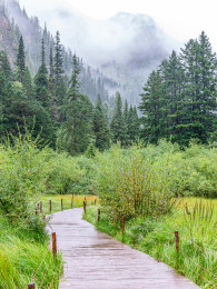 中国九寨沟原始森林雨中风景