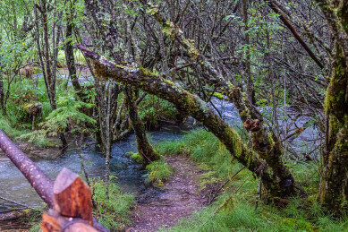 中国九寨沟原始森林雨中风景