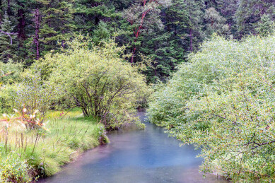 中国九寨沟原始森林雨中风景