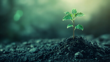 黑暗土壤中萌发的幼小绿植