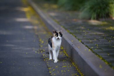 可爱的三色花猫