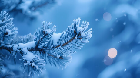 冬日雪松的静谧之美