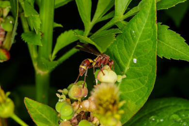绿叶间的黄蜂与植物果实