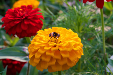 金盏花与蜂蝇的邂逅