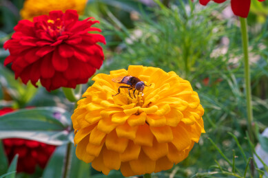 金盏花与蜂蝇的邂逅