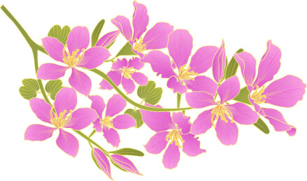 紫荆花矢量插画