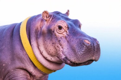 戴黄项圈的河马特写