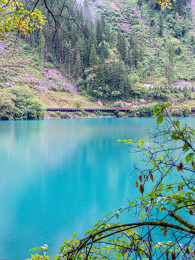 中国九寨沟风景区箭竹海景色